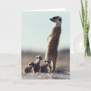 Cutest Baby Animals A Family of Meerkats Card