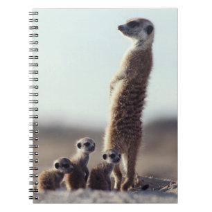 Cutest Baby Animals   A Family of Meerkats Notebook