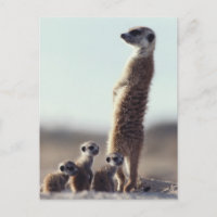 Cutest Baby Animals | A Family of Meerkats