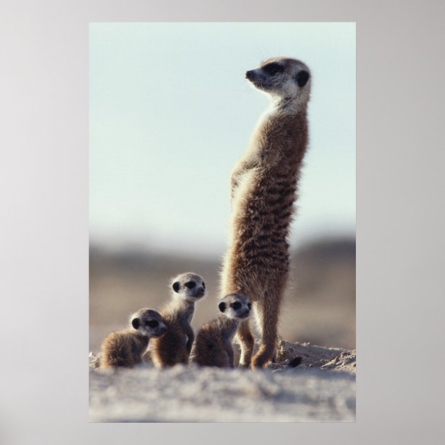 Cutest Baby Animals | A Family of Meerkats Poster (Front)