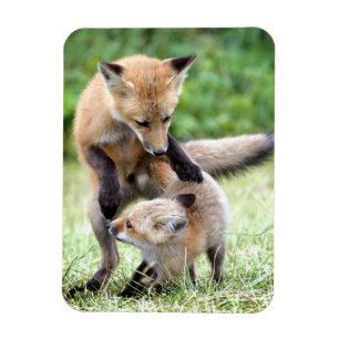 Cutest Baby Animals Adorable Fox Kit & Mama Magnet