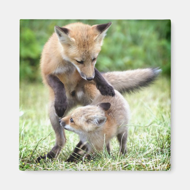 Cutest Baby Animals | Adorable Fox Kit & Mama Magnet (Front)