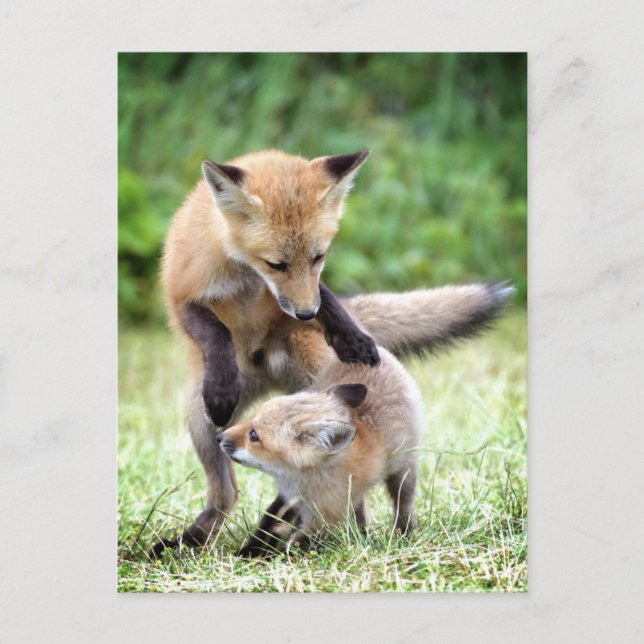 Cutest Baby Animals | Adorable Fox Kit & Mama Postcard (Front)