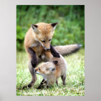 Cutest Baby Animals | Adorable Fox Kit & Mama