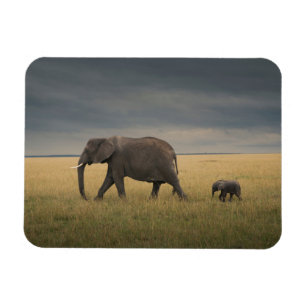 Cutest Baby Animals   African Elephant Family Magnet