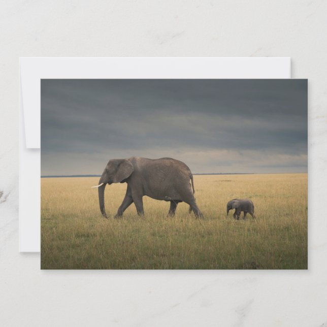 Cutest Baby Animals | African Elephant Family Thank You Card (Front)