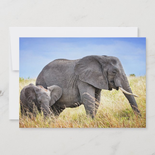 Cutest Baby Animals | African Elephant & Mother Thank You Card (Front)