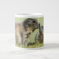 Cutest Baby Animals | Alpine Marmot Family