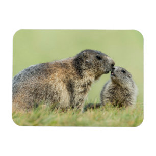 Cutest Baby Animals   Alpine Marmot Family Magnet