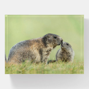 Cutest Baby Animals   Alpine Marmot Family Paperweight