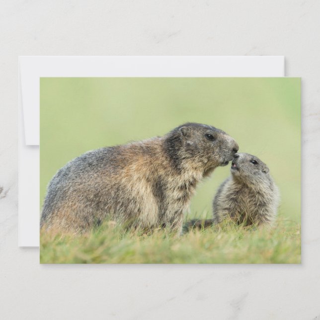 Cutest Baby Animals | Alpine Marmot Family Thank You Card (Front)