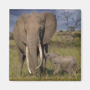 Cutest Baby Animals Amama Elephant With Baby Magnet