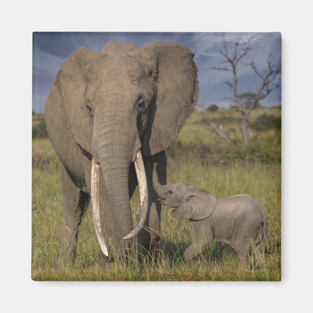 Cutest Baby Animals | Amama Elephant With Baby Magnet (Front)