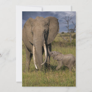 Cutest Baby Animals   Amama Elephant With Baby Thank You Card