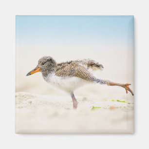 Cutest Baby Animals   American Oystercatcher Chick Magnet