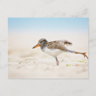 Cutest Baby Animals American Oystercatcher Chick Postcard