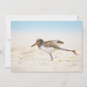 Cutest Baby Animals American Oystercatcher Chick Thank You Card