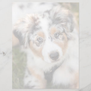 Cutest Baby Animals Australian Shepherd Puppy