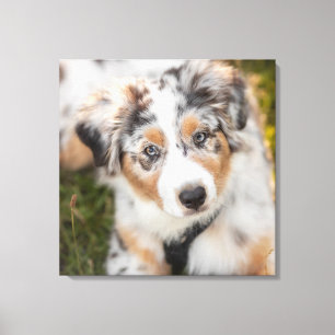 Cutest Baby Animals   Australian Shepherd Puppy Canvas Print