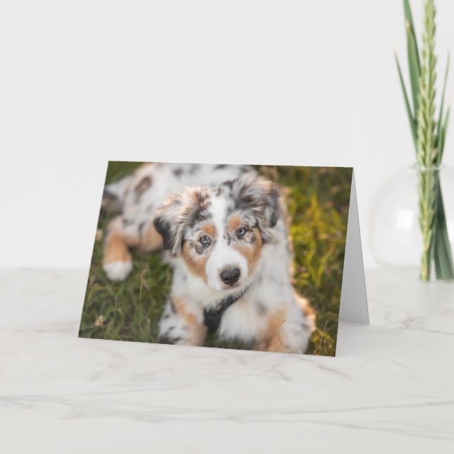 Cutest Baby Animals | Australian Shepherd Puppy Card (Front)