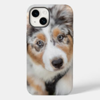 Cutest Baby Animals | Australian Shepherd Puppy