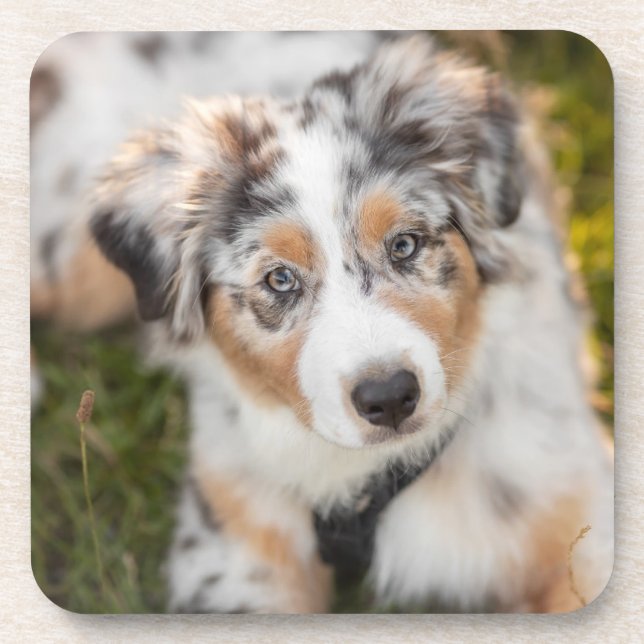 Cutest Baby Animals | Australian Shepherd Puppy Coaster (Front)