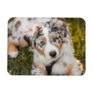 Cutest Baby Animals   Australian Shepherd Puppy Magnet