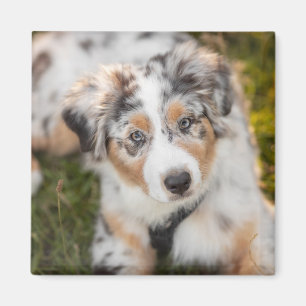 Cutest Baby Animals Australian Shepherd Puppy Magnet
