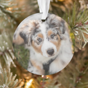 Cutest Baby Animals   Australian Shepherd Puppy Ornament