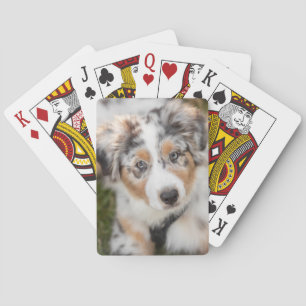Cutest Baby Animals   Australian Shepherd Puppy Playing Cards