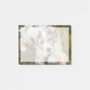 Cutest Baby Animals Australian Shepherd Puppy Post-it Notes
