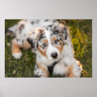 Cutest Baby Animals | Australian Shepherd Puppy