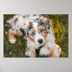 Cutest Baby Animals Australian Shepherd Puppy Poster