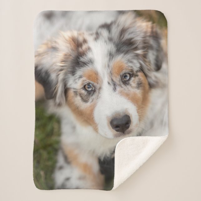 Cutest Baby Animals | Australian Shepherd Puppy Sherpa Blanket (Front)