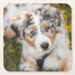 Cutest Baby Animals Australian Shepherd Puppy Square Paper Coaster