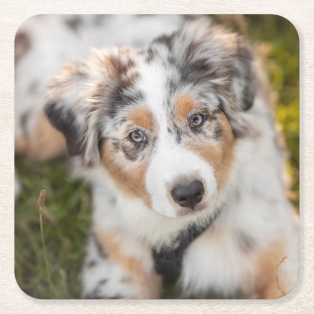 Cutest Baby Animals | Australian Shepherd Puppy Square Paper Coaster (Front)