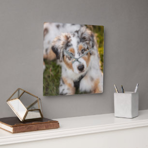 Cutest Baby Animals   Australian Shepherd Puppy Square Wall Clock