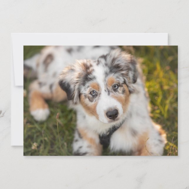 Cutest Baby Animals | Australian Shepherd Puppy Thank You Card (Front)