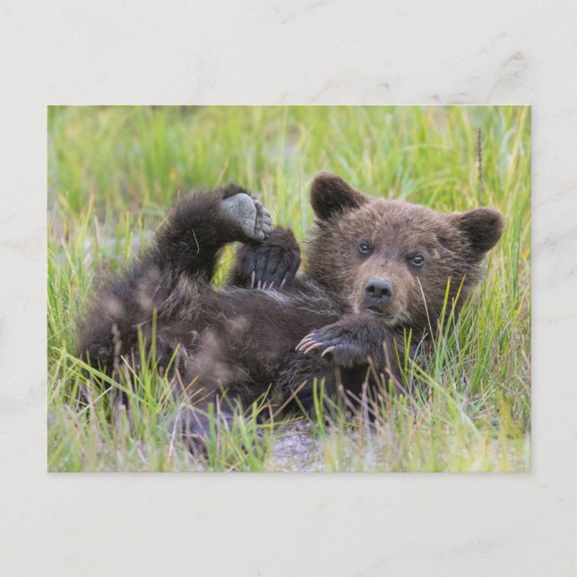 Cutest Baby Animals | Baby Brown Bear Cub Postcard (Front)