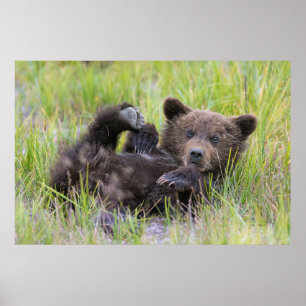 Cutest Baby Animals Baby Brown Bear Cub Poster