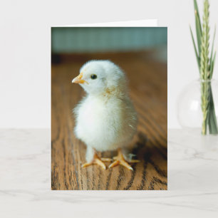 Cutest Baby Animals Baby Chick Card