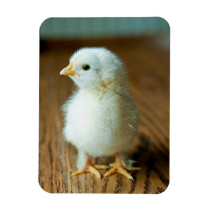 Cutest Baby Animals   Baby Chick Magnet