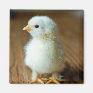 Cutest Baby Animals   Baby Chick Magnet