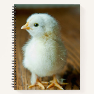 Cutest Baby Animals Baby Chick Notebook