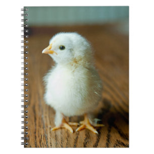 Cutest Baby Animals   Baby Chick Notebook