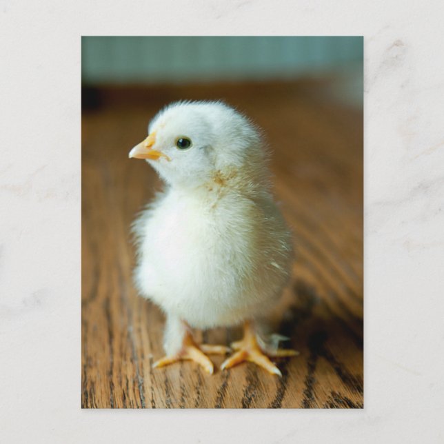 Cutest Baby Animals | Baby Chick Postcard (Front)