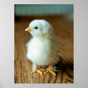 Cutest Baby Animals   Baby Chick Poster