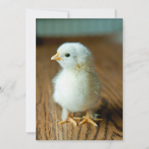 Cutest Baby Animals   Baby Chick Thank You Card