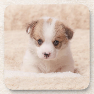 Cutest Baby Animals   Baby Corgi Coaster