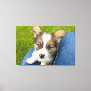 Cutest Baby Animals   Baby Corgi in My Lap Canvas Print